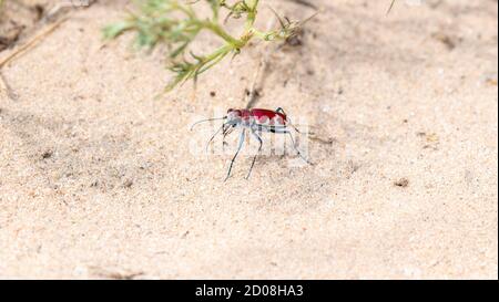 Une belle cramoisi et une grosse perle de sable blanc (Cicindela formosa) sur la terre de sable dans l'est du Colorado Banque D'Images