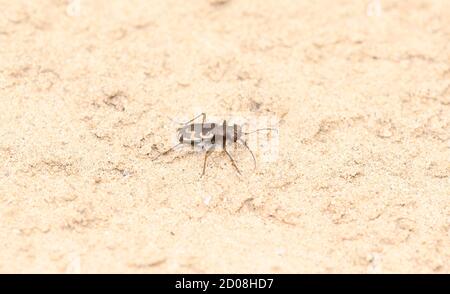 Beetle de tigre bronzé (Cicindela repanda) Sur un fond de Sandy Lake dans le Colorado Banque D'Images