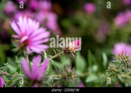 Gros plan d'un aster aromatique violet ou Symphyotrichum fleur d'oblongifolium dans le jardin Banque D'Images