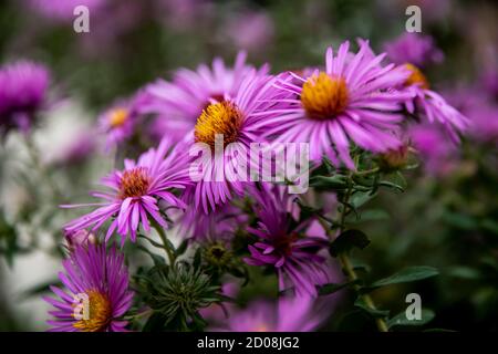 Aster aromatique violet ou fleur de Symphyotrichum oblongifolium dans le jardin Banque D'Images