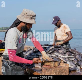 ED-Negombo, Sri Lanka - 2019-03-22 - Séchage de poisson plage de Negombo Sri Lanka. Banque D'Images