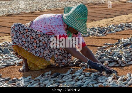 ED-Negombo, Sri Lanka - 2019-03-22 - Séchage de poisson plage de Negombo Sri Lanka. Banque D'Images