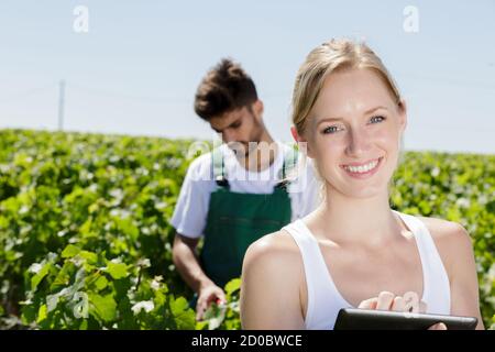 travailleurs dans les vignobles pendant la récolte Banque D'Images