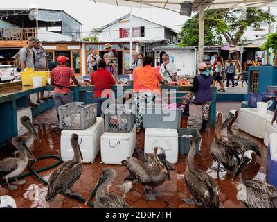 Punta Aroya, Galapagos, Equateur - 2019-06-19 - Pélicans line up pour l'utilisation des poissons comme petit trottoir marché aux poissons. Banque D'Images