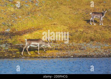 Deux cerfs marchent sur le bord du lac en Laponie. Renne dans le nord de la Norvège Banque D'Images