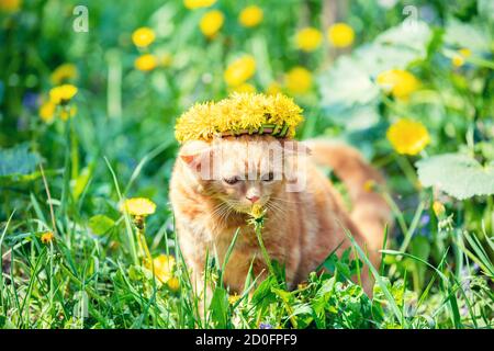 Petit chaton au gingembre drôle dans une couronne de fleurs de pissenlit marche sur la pelouse des pissenlits Banque D'Images