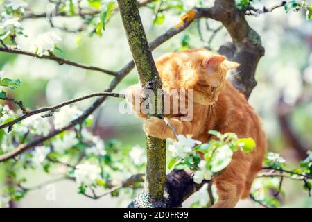 Chat dans le jardin. Un petit chaton rouge se faufile sur un pommier dans un verger de printemps Banque D'Images