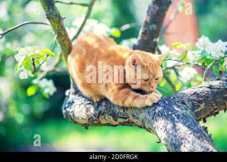 Chat dans le jardin. Un petit chaton rouge se faufile sur un pommier dans un verger de printemps Banque D'Images