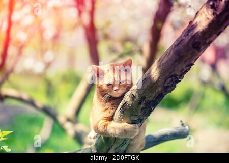 Chat dans le jardin. Un petit chaton rouge se faufile sur un pommier dans un verger de printemps Banque D'Images