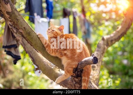 Chat dans le jardin. Un petit chaton rouge se faufile sur un pommier dans un verger de printemps Banque D'Images