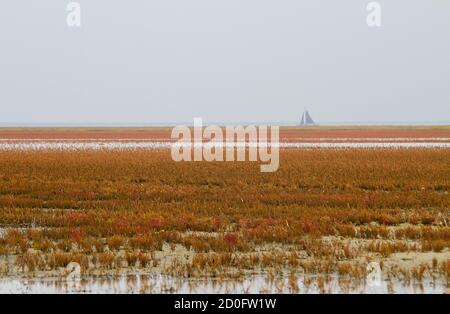 Saltmarsh à l'automne, champ de végétation tolérante au sel, principalement herbacée seepweed et Glasswort, coloration rouge à l'horizon d'un bateau à voile Banque D'Images