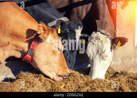 Trois vaches sur la ferme. Les vaches mangent du foin Banque D'Images