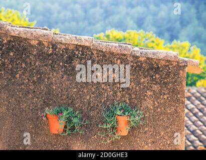 La fleur de cochon (Carpobrotus glaucescens) se trouve dans les pots du mur Banque D'Images