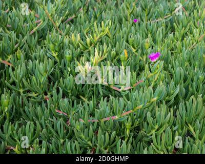 La fleur de cochon (Carpobrotus glaucescens) est en fleur Banque D'Images