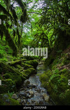 Forêt couverte de mousse de buis dans la vallée de la rivière Psakho Banque D'Images