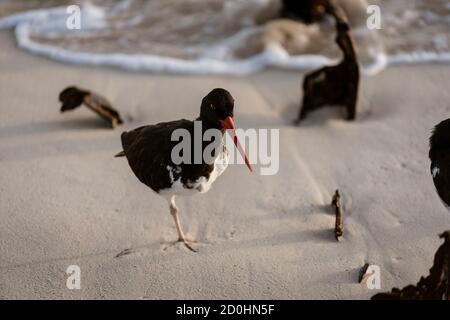 Huîtrier pie se tient sur une jambe sur la plage de Galápagos. Banque D'Images