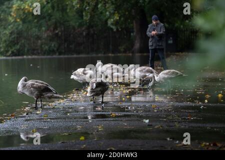 Northampton, le 3 octobre 2020. UK Weather, UNE promenade à Abington Park tôt ce matin après la tempête Alex est passé au-dessus de Northampton hier soir, plus de pluie est prévue pour aujourd'hui. Crédit : Keith J Smith./Alamy Live News Banque D'Images