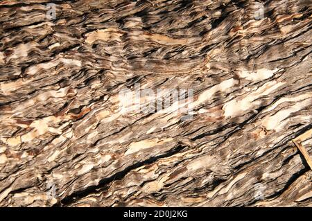 Arbre de mer à Brighton sur la baie de Port Phillip, Melbourne, Australie Banque D'Images