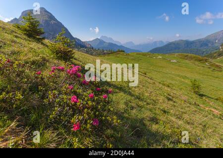 Le rhododendron en fleurs est isolé sur un pré, avec le paysage typique des Dolomites en arrière-plan, Settsass, Dolomites, Italie. Le nom scientifique est Rhod Banque D'Images