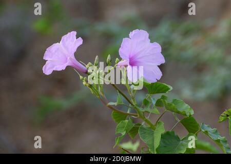 Belle plante rose fraîche de gloire du matin (ipomoea carnea) avec fleurs et bourgeons dans le fond naturel, jardin botanique Banque D'Images