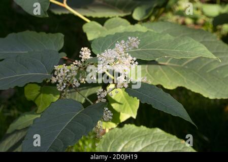 Reynoutria japonica, fleurs et feuilles de nnouaded asiatiques Banque D'Images