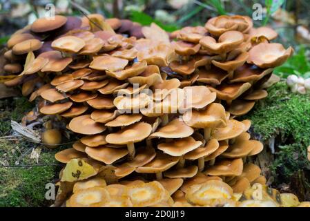 Kuehneromyces mutabilis, champignons boisés gainés gros plan sélectif Banque D'Images