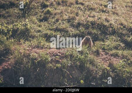 Marmot en face du coin-détente. Vue avant. Dolomites, Italie Banque D'Images