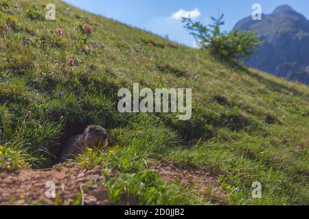 Marmot sortant du terrier au milieu de la prairie en fleurs. Dolomites, Italie Banque D'Images