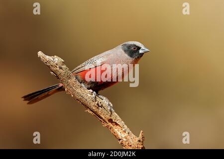 Un petit cirbill à face noire (Estrilda erythronotos) perché sur une branche, Afrique du Sud Banque D'Images