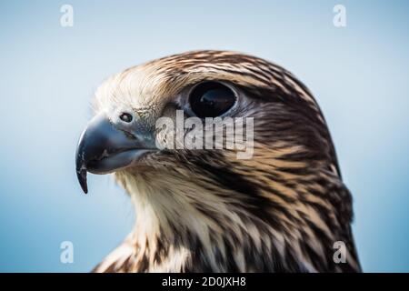 Buzzard commun gros plan de la tête Portrait de la tête, un adulte intermédiaire de l'espèce Buteo Buteo Banque D'Images