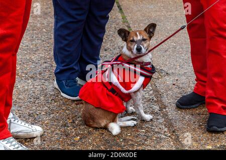 Les habitants de la région avec leurs animaux de compagnie attendent de participer à UNE « course de santa » dans l'aide de la Charité, Lewes, East Sussex, Royaume-Uni. Banque D'Images