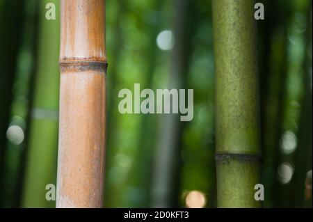 Forêt de bambou détail de tiges multicolores, sous-famille, Bambusoideae, de plantes à feuilles persistantes à fleurs de la famille des Poaceae. Banque D'Images