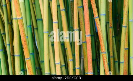 Forêt de bambou détail de tiges multicolores, sous-famille, Bambusoideae, de plantes à feuilles persistantes à fleurs de la famille des Poaceae. Banque D'Images