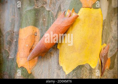 Détail de l'écorce de Pseudocydonia sinensis, coing chinois, arbre à feuilles caduques de la famille des Rosaceae, originaire de l'Asie orientale en Chine. Banque D'Images