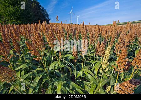 Un champ de mil dans le paysage culturel de Weinviertel, Basse-Autriche Banque D'Images