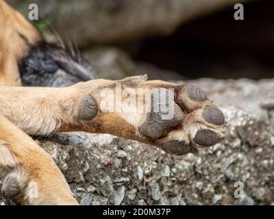 Empreinte de chien Mastiff dans sa maison. Banque D'Images