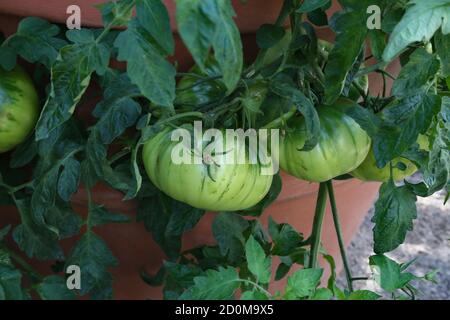 Gros plan de tomates vertes mûrissent sur les branches de un buisson de tomate Banque D'Images