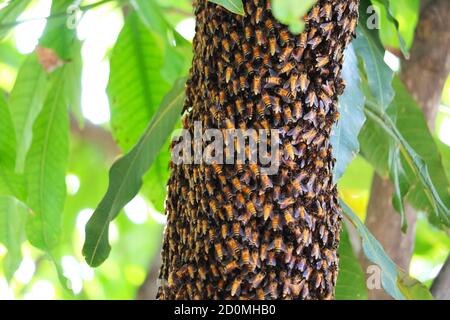 Les produits d'abeille est un supplément nutritif à beaucoup de genres de Corps et aide à réduire la malnutrition dans les soignants de les soignants ou les consommateurs Banque D'Images