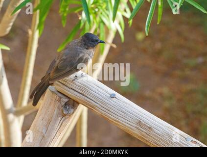 Le bulbul commun (Pycnonotus barbatus) sur la rambarde du jardin, Oasis Fayyoum, Egypte Banque D'Images