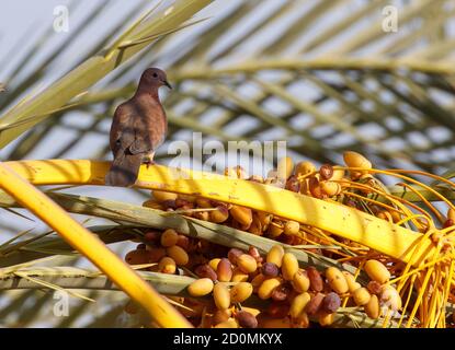 Colombe rieuse (Spilopelia senegalensis) sur le palmier dattier, oasis de Fayyoum, Égypte. Banque D'Images