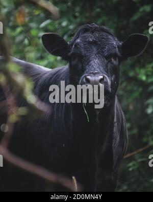 Vache noire avec herbe dans la bouche regardant directement dans le appareil photo Banque D'Images