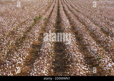 Plantation de coton à Puebla de Cazalla, province de Séville. Andalousie, Espagne Banque D'Images