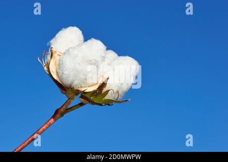 Plantation de coton à Puebla de Cazalla, province de Séville. Andalousie, Espagne Banque D'Images