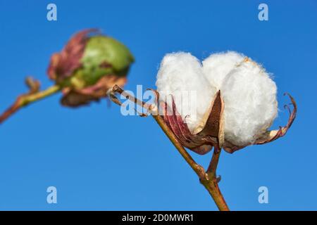 Plantation de coton à Puebla de Cazalla, province de Séville. Andalousie, Espagne Banque D'Images