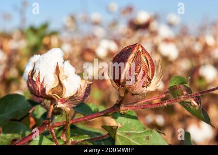 Plantation de coton à Puebla de Cazalla, province de Séville. Andalousie, Espagne Banque D'Images