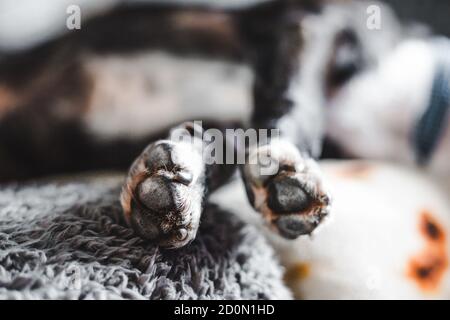 Gros plan du chien Bull terrier noir et blanc bringé Staffordshire les pattes, comme il dort, s'étirent sur le canapé Banque D'Images