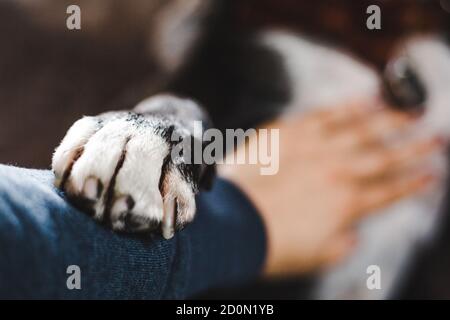 Soignante Staffordshire Bull terrier race bully chien place avec amour son patte blanche sur le bras de l'homme tout en recevant un frottement du ventre Banque D'Images