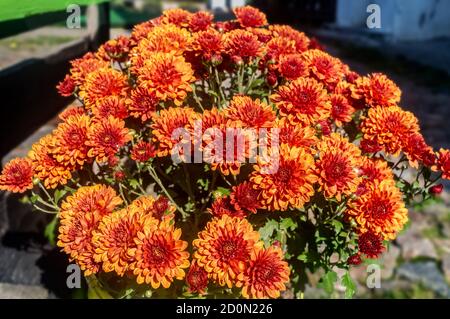 Bouquet de grands chrysanthèmes jaunes et rouges dans la rue Banque D'Images