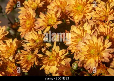 Bouquet de grands chrysanthèmes jaunes et rouges dans la rue Banque D'Images