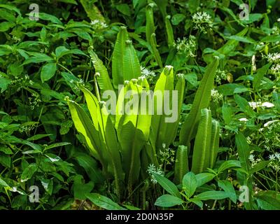 La langue de HART fougère dans une forêt locale en mai, à Springtime. Le vert des feuilles est très dominant et presque envellantant. Banque D'Images